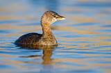 Image. Pied-billed Grebe