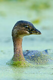 Image. Pied-billed Grebe