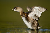 Image. Pied-billed Grebe