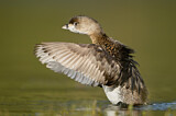Image. Pied-billed Grebe
