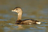 Image. Pied-billed Grebe