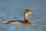 Image. Pied-billed Grebe