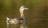 Image. Pied-billed Grebe
