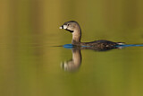 Image. Pied-billed Grebe