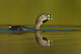 Image. Pied-billed Grebe