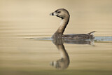 Image. Pied-billed Grebe