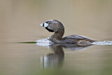 Image. Pied-billed Grebe