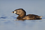 Image. Pied-billed Grebe