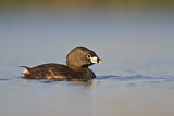 Image. Pied-billed Grebe