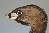Image. Pied-billed Grebe