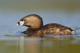 Image. Pied-billed Grebe