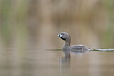 Image. Pied-billed Grebe