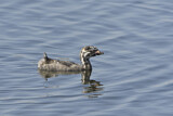 Image. Pied-billed Grebe