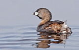 Image. Pied-billed Grebe