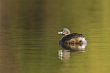 Image. Pied-billed Grebe