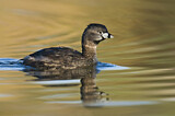 Image. Pied-billed Grebe