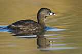 Image. Pied-billed Grebe