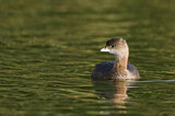 Image. Pied-billed Grebe