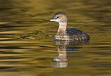 Image. Pied-billed Grebe