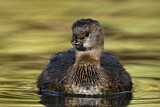 Image. Pied-billed Grebe