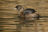 Image. Pied-billed Grebe