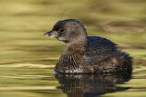 Image. Pied-billed Grebe