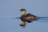 Image. Pied-billed Grebe