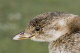 Image. Pied-billed Grebe