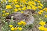 Image. Pied-billed Grebe