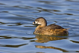 Image. Pied-billed Grebe