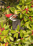 Image. Pileated Woodpecker