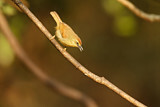Image. Pin-striped Tit-Babbler