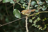 Image. Pin-striped Tit-Babbler