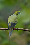 Image. Pin-tailed Green Pigeon