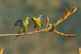 Image. Pin-tailed Green Pigeon