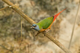 Image. Pin-tailed Parrotfinch