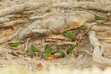 Image. Pin-tailed Parrotfinch
