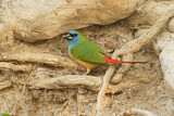 Image. Pin-tailed Parrotfinch