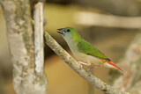 Image. Pin-tailed Parrotfinch