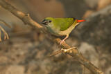 Image. Pin-tailed Parrotfinch