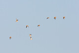 Image. Pin-tailed Sandgrouse