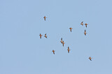 Image. Pin-tailed Sandgrouse