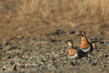 Image. Pin-tailed Sandgrouse