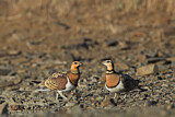 Image. Pin-tailed Sandgrouse