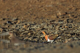 Image. Pin-tailed Sandgrouse