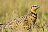 Image. Pin-tailed Sandgrouse