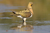 Image. Pin-tailed Sandgrouse