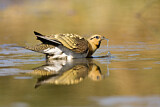 Image. Pin-tailed Sandgrouse