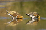 Image. Pin-tailed Sandgrouse
