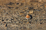 Image. Pin-tailed Sandgrouse